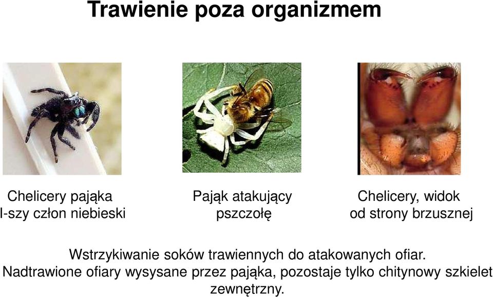 Wstrzykiwanie soków trawiennych do atakowanych ofiar.