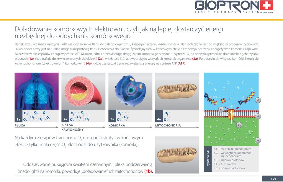 Życiodajny tlen w końcowym efekcie zaspokaja potrzeby energetyczne komórki i zapewnia tworzenie w niej zapasów energii w postaci ATP. Musi on jednak przebyć długą drogę, zanim komórka go otrzyma.