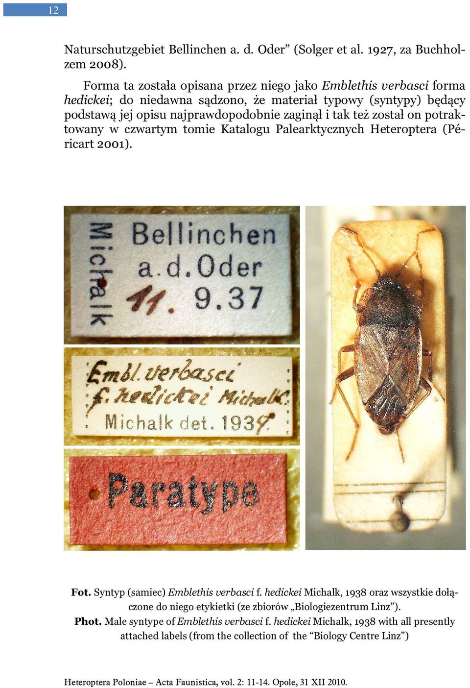 też został on potraktowany w czwartym tomie Katalogu Palearktycznych Heteroptera (Péricart 2001). Fot. Syntyp (samiec) Emblethis verbasci f.