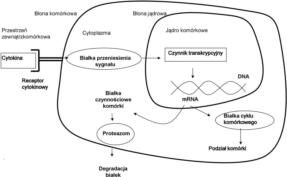 Czynnik transkrypcyjny Receptor cytokinowy Białka czynnościowe