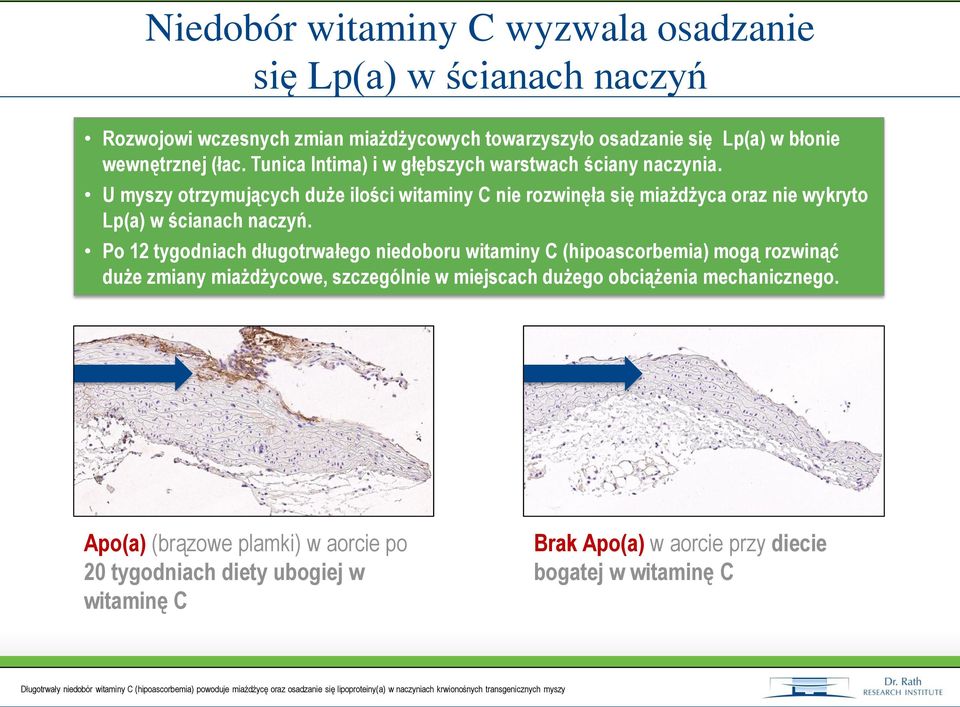 U myszy otrzymujących duże ilości witaminy C nie rozwinęła się miażdżyca oraz nie wykryto Lp(a) w ścianach naczyń.