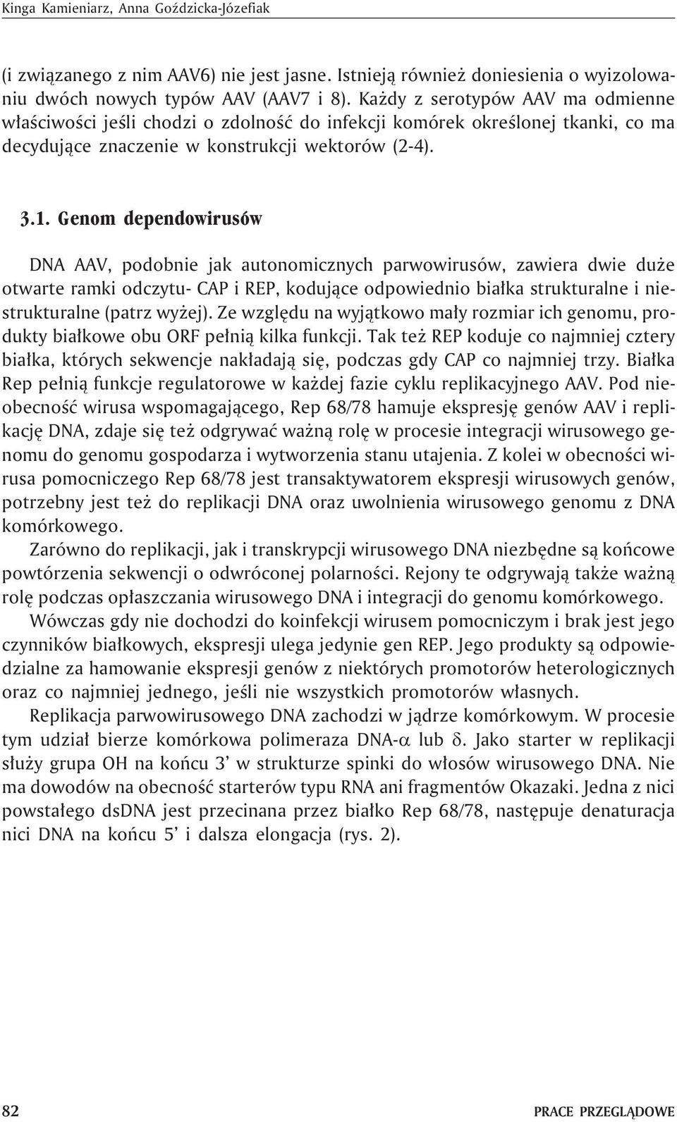 Genom dependowirusów DNA AAV, podobnie jak autonomicznych parwowirusów, zawiera dwie du e otwarte ramki odczytu- CAP i REP, koduj¹ce odpowiednio bia³ka strukturalne i niestrukturalne (patrz wy ej).