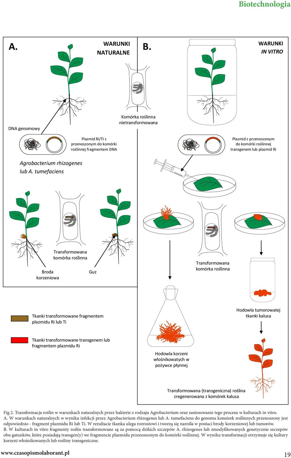 plazmid Ri Agrobacterium rhizogenes lub A.