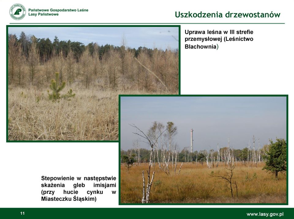 Stepowienie w następstwie skażenia gleb