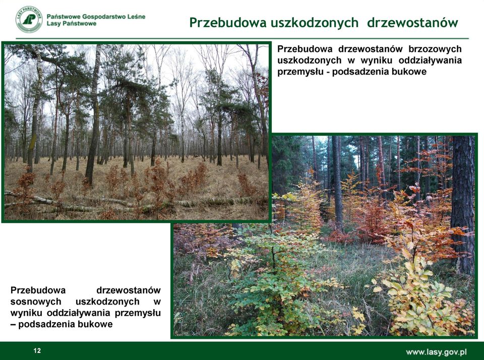 przemysłu - podsadzenia bukowe Przebudowa drzewostanów