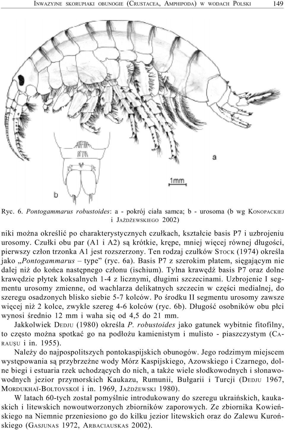 Czu³ki obu par (A1 i A2) s¹ krótkie, krêpe, mniej wiêcej równej d³ugoœci, pierwszy cz³on trzonka A1 jest rozszerzony. Ten rodzaj czu³ków STOCK (1974) okreœla jako Pontogammarus type (ryc. 6a).