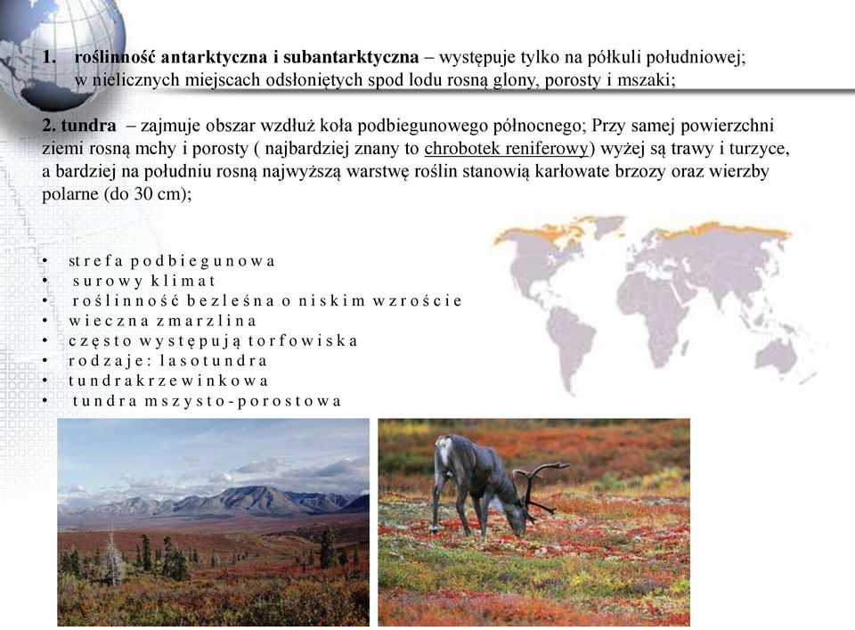 południu rosną najwyższą warstwę roślin stanowią karłowate brzozy oraz wierzby polarne (do 30 cm); st r e f a p o d b i e g u n o w a s u r o w y k l i m a t r o ś l i n n o ś ć b e z l e ś n a o