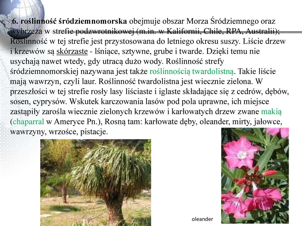 Roślinność strefy śródziemnomorskiej nazywana jest także roślinnością twardolistną. Takie liście mają wawrzyn, czyli laur. Roślinność twardolistna jest wiecznie zielona.