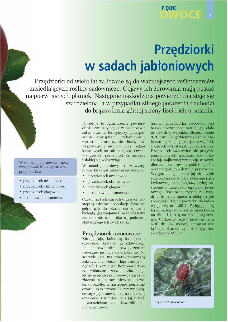 Następnie uszkodzona powierzchnia staje się szarozielona, a w przypadku silnego porażenia dochodzi do brązowienia górnej strony liści i ich opadania.