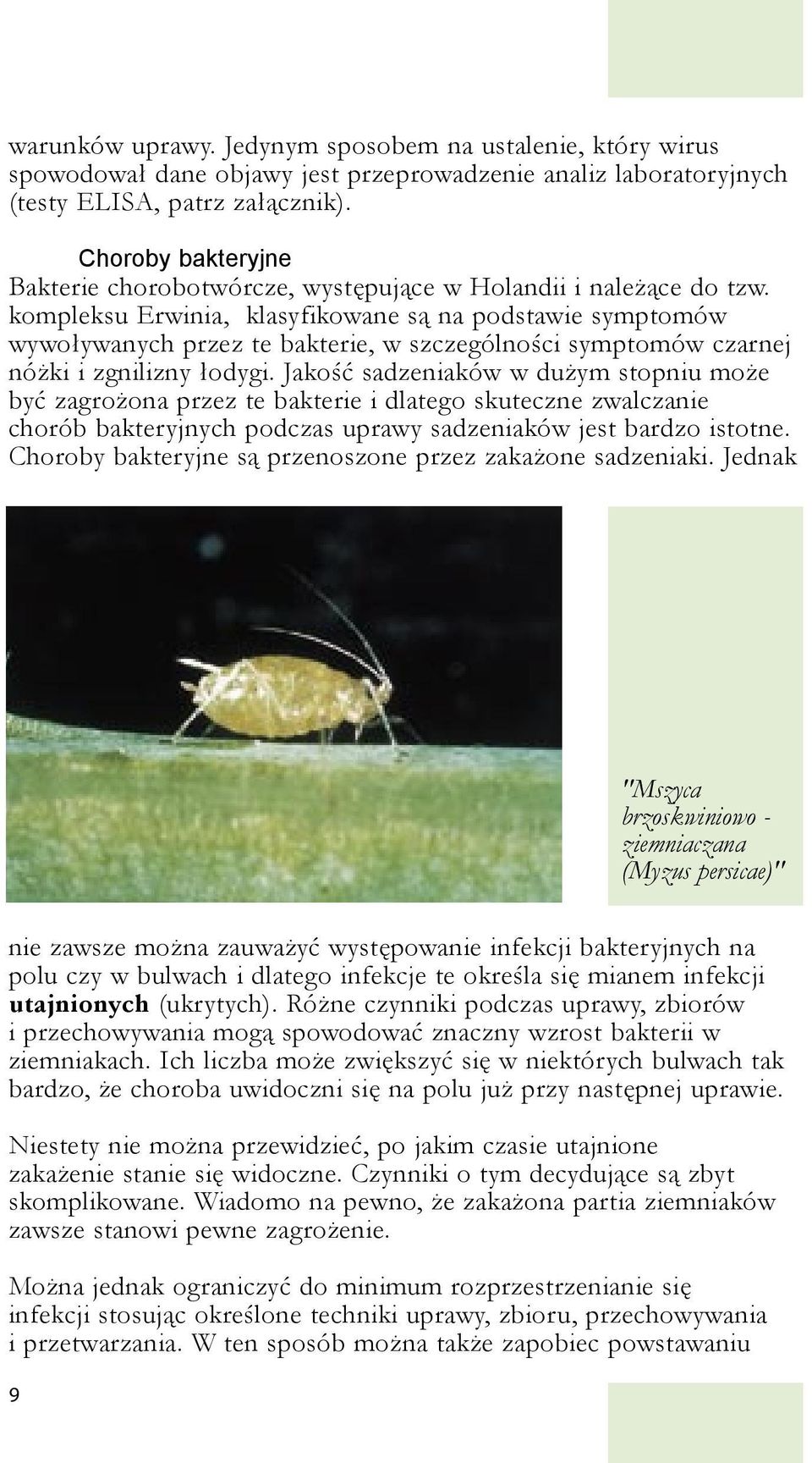 kompleksu Erwinia, klasyfikowane są na podstawie symptomów wywoływanych przez te bakterie, w szczególności symptomów czarnej nóżki i zgnilizny łodygi.