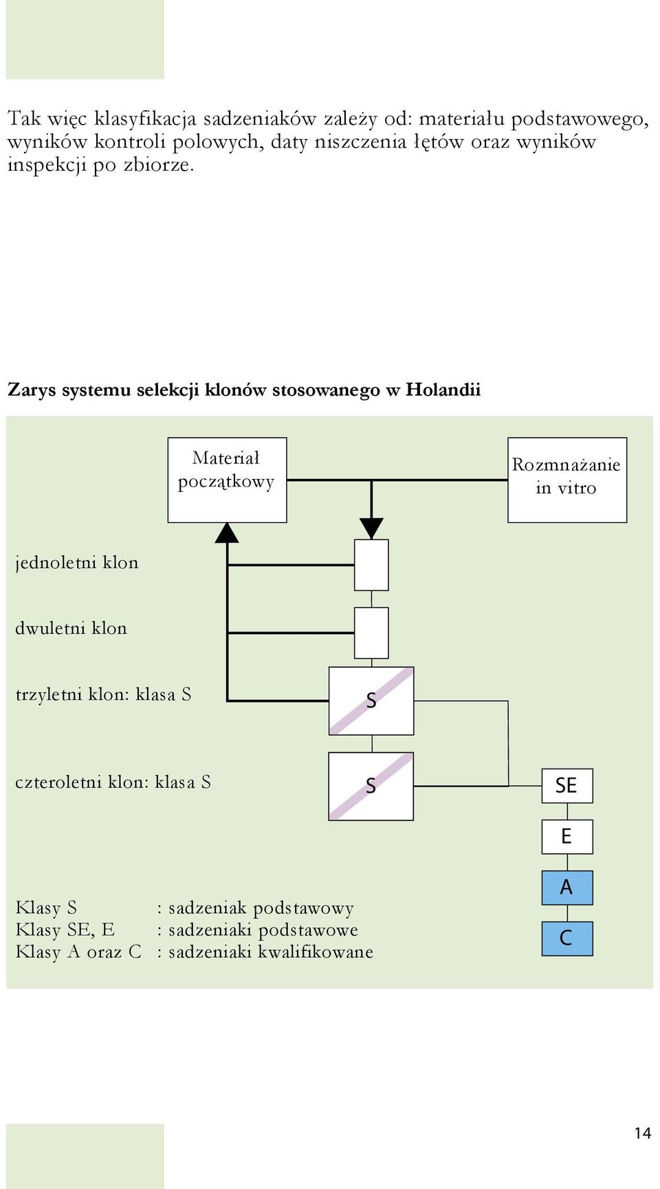 Zarys systemu selekcji klonów stosowanego w Holandii Materiał początkowy Rozmnażanie in vitro jednoletni klon