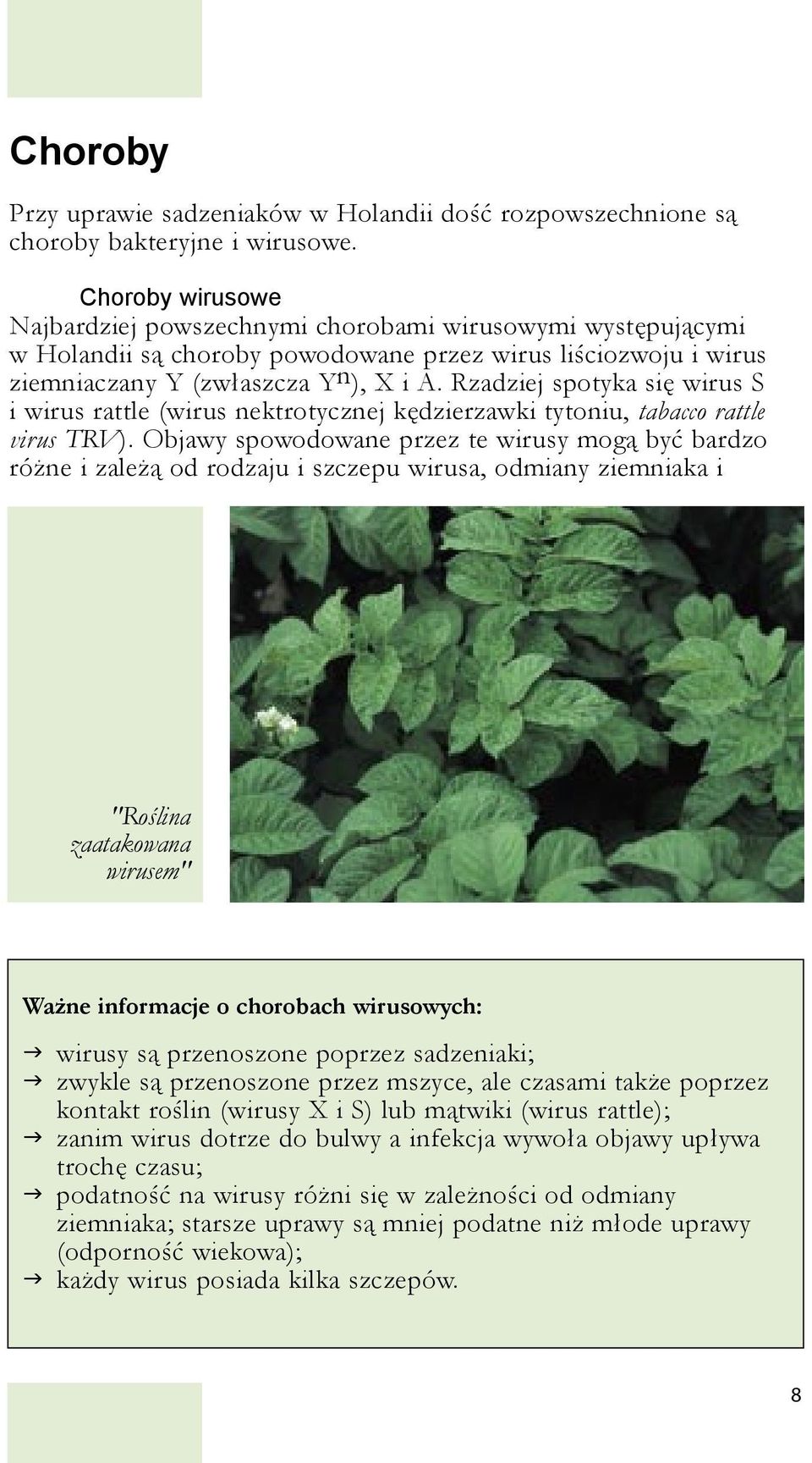 Rzadziej spotyka się wirus S i wirus rattle (wirus nektrotycznej kędzierzawki tytoniu, tabacco rattle virus TRV).