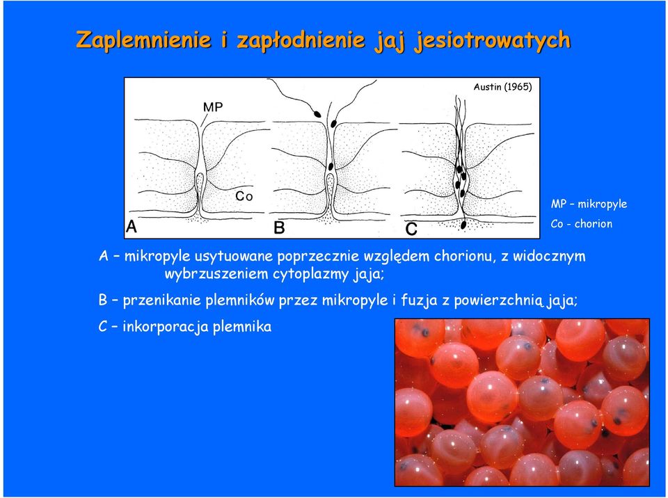 wybrzuszeniem cytoplazmy jaja; B przenikanie plemników przez