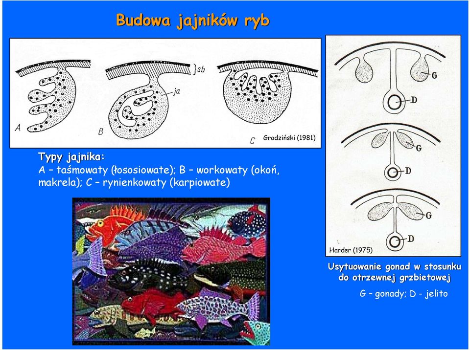 rynienkowaty (karpiowate) Grodziński (1981) Harder