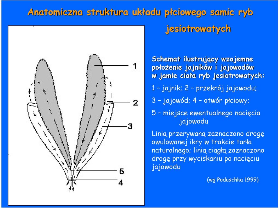 płciowy; 5 miejsce ewentualnego nacięcia jajowodu Linią przerywaną zaznaczono drogę owulowanej ikry w