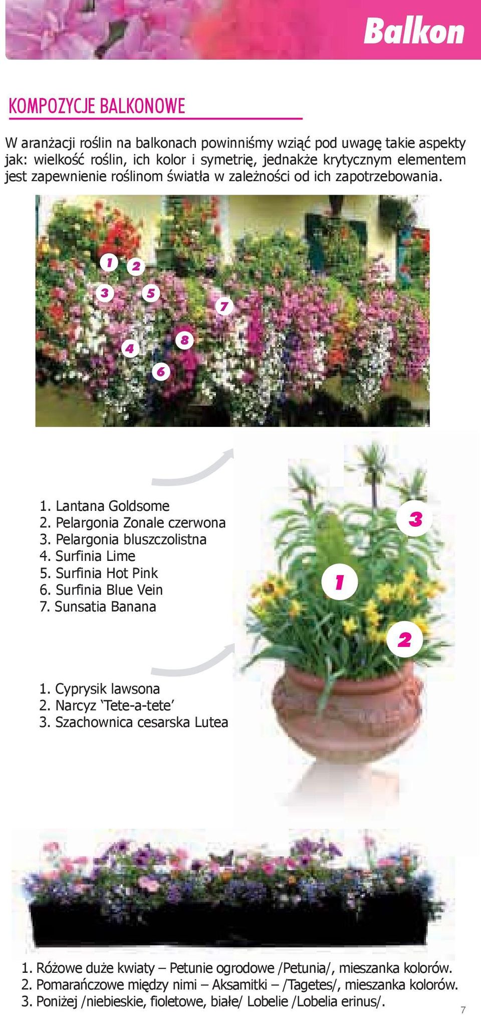 Surfinia Lime 5. Surfinia Hot Pink 6. Surfinia Blue Vein 7. Sunsatia Banana 1 2 3 1. Cyprysik lawsona 2. Narcyz Tete-a-tete 3. Szachownica cesarska Lutea 1.