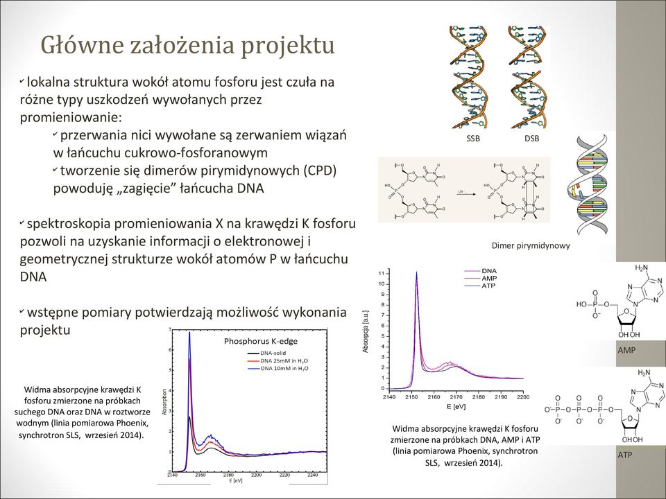geometrycznej strukturze wokół atomów P w łańcuchu DNA SSB DSB Dimer pirymidynowy wstępne pomiary potwierdzają możliwość wykonania projektu AMP Widma absorpcyjne krawędzi K fosforu zmierzone na