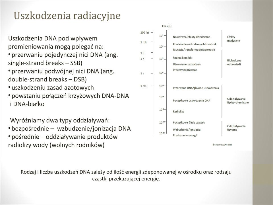 double-strand breaks DSB) uszkodzeniu zasad azotowych powstaniu połączeń krzyżowych DNA-DNA i DNA-białko Wyróżniamy dwa typy