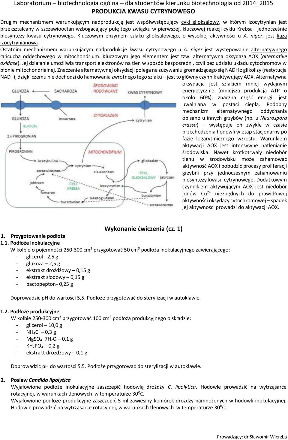 Ostatnim mechanizmem warunkującym nadprodukcję kwasu cytrynowego u A. niger jest występowanie alternatywnego łańcucha oddechowego w mitochondrium. Kluczowym jego elementem jest tzw.