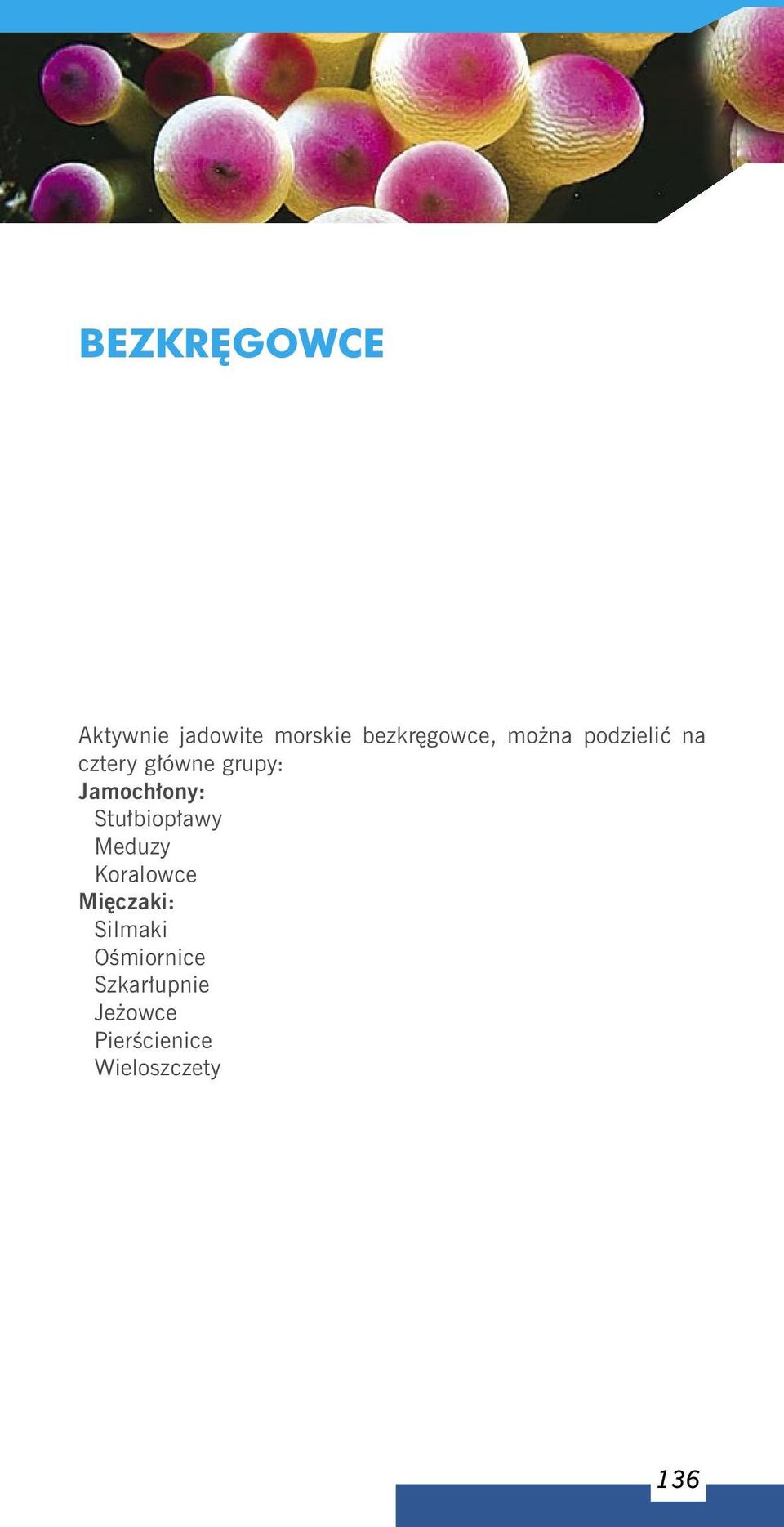 Stułbiopławy Meduzy Koralowce Mięczaki: Silmaki