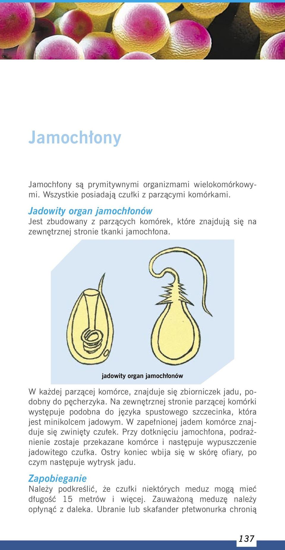 jadowity organ jamochłonów W każdej parzącej komórce, znajduje się zbiorniczek jadu, podobny do pęcherzyka.