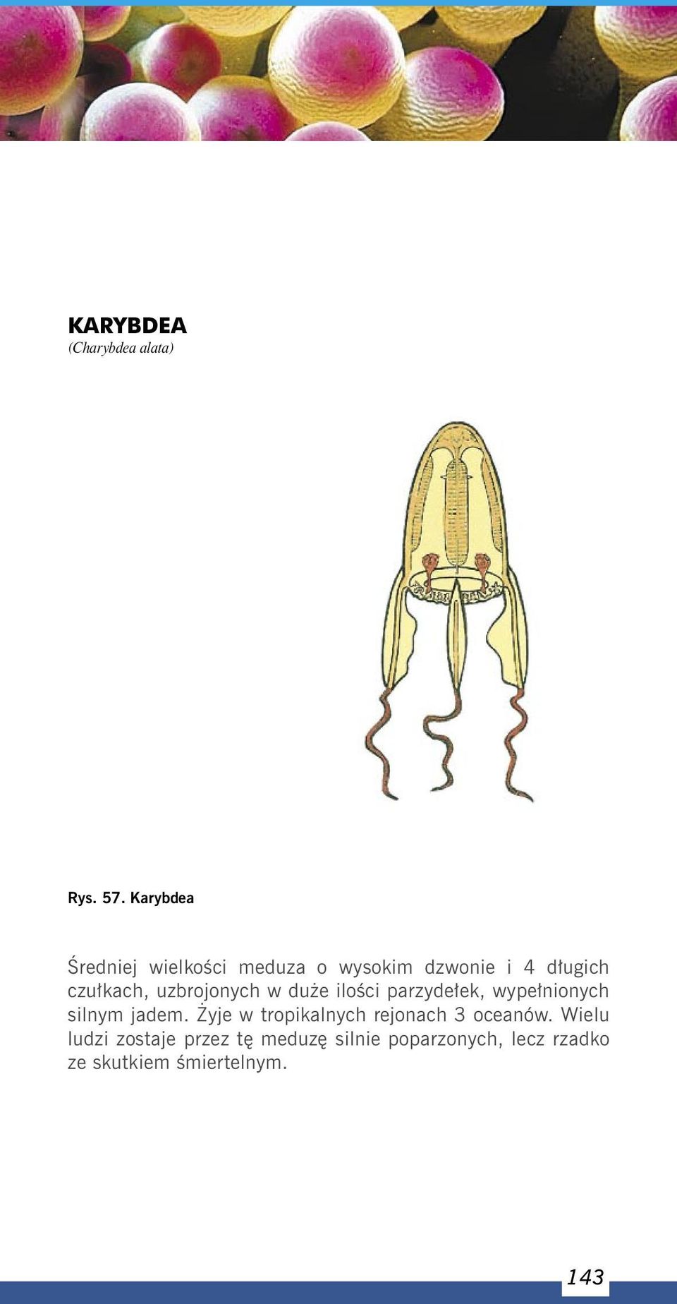 uzbrojonych w duże ilości parzydełek, wypełnionych silnym jadem.