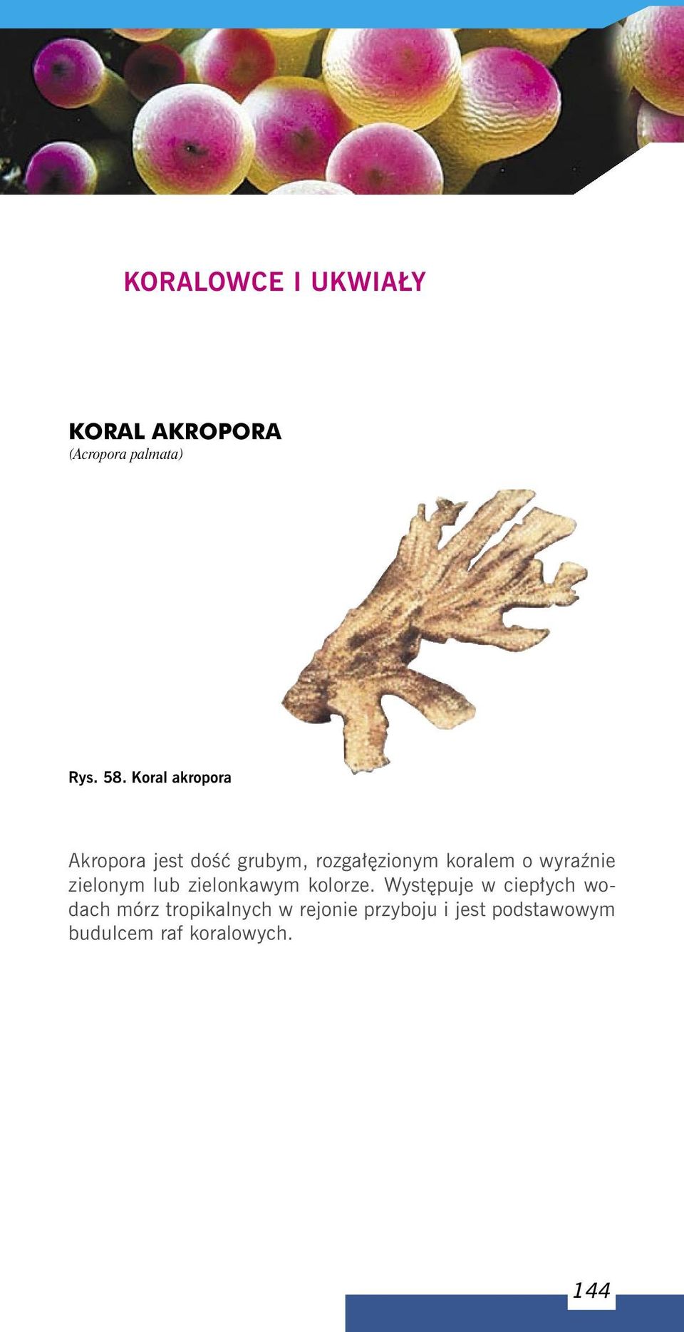 wyraźnie zielonym lub zielonkawym kolorze.