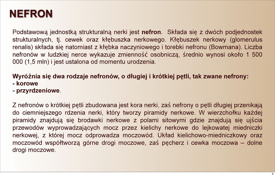 Liczba nefronów w ludzkiej nerce wykazuje zmienność osobniczą, średnio wynosi około 1 500 000 (1,5 mln) i jest ustalona od momentu urodzenia.