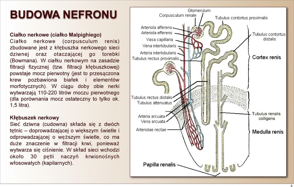 W ciągu doby obie nerki wytwarzają 110-220 litrów moczu pierwotnego (dla porównania mocz ostateczny to tylko ok. 1,5 litra).