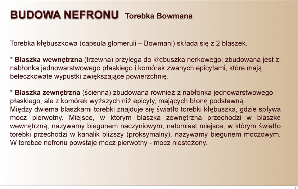 powierzchnię. * Blaszka zewnętrzna (ścienna) zbudowana również z nabłonka jednowarstwowego płaskiego, ale z komórek wyższych niż epicyty, mających błonę podstawną.