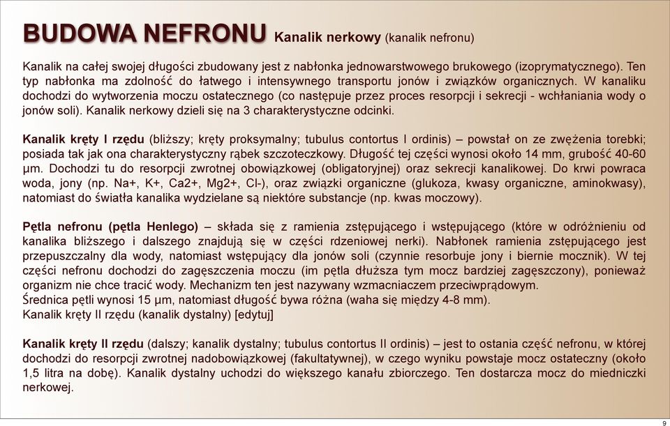 W kanaliku dochodzi do wytworzenia moczu ostatecznego (co następuje przez proces resorpcji i sekrecji - wchłaniania wody o jonów soli). Kanalik nerkowy dzieli się na 3 charakterystyczne odcinki.