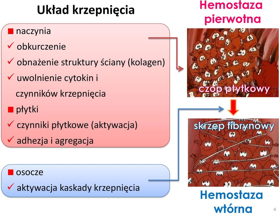 płytki czynniki płytkowe (aktywacja) adhezja i agregacja