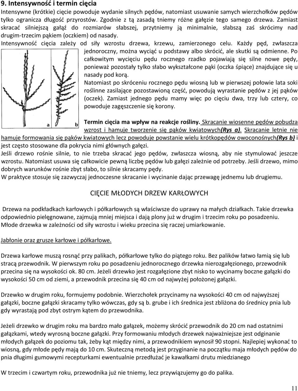 Zamiast skracad silniejszą gałąź do rozmiarów słabszej, przytniemy ją minimalnie, słabszą zaś skrócimy nad drugim-trzecim pąkiem (oczkiem) od nasady.
