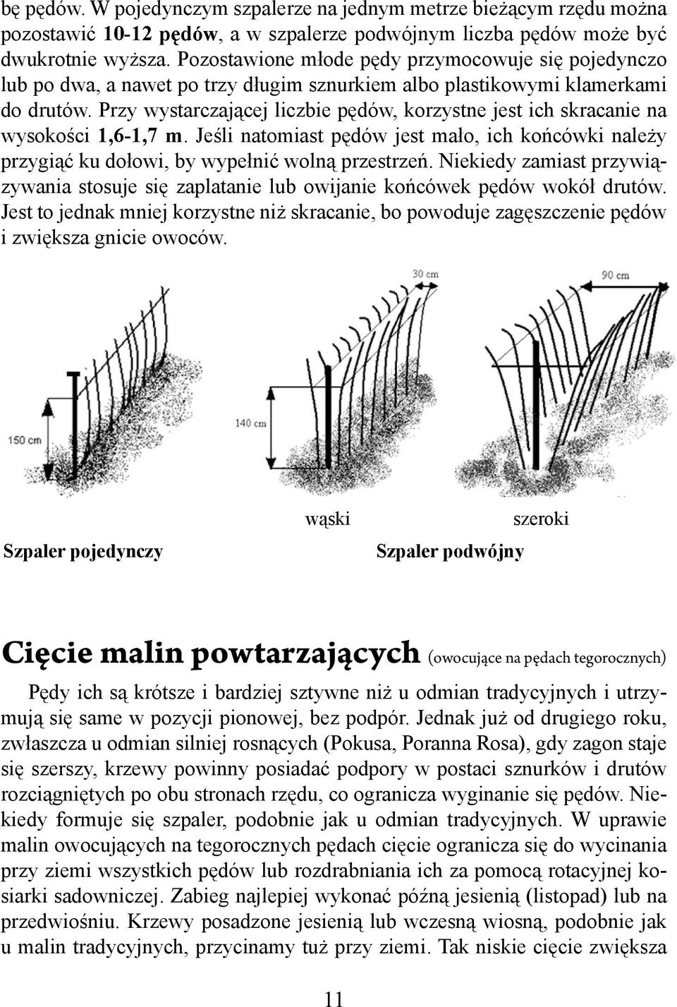 Przy wystarczającej liczbie pędów, korzystne jest ich skracanie na wysokości 1,6-1,7 m. Jeśli natomiast pędów jest mało, ich końcówki należy przygiąć ku dołowi, by wypełnić wolną przestrzeń.