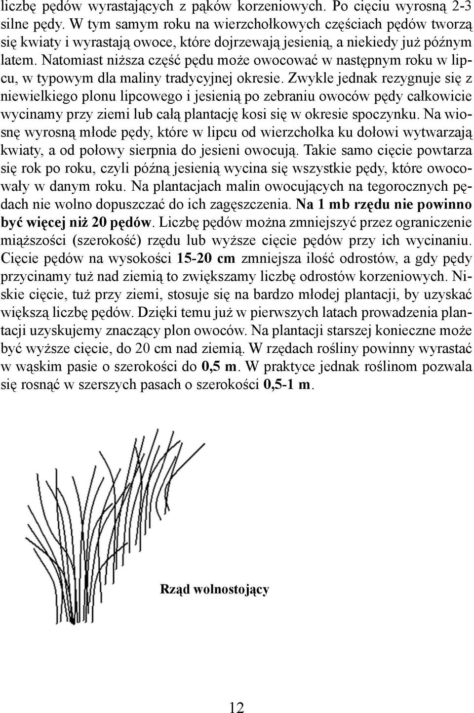 Natomiast niższa część pędu może owocować w następnym roku w lipcu, w typowym dla maliny tradycyjnej okresie.