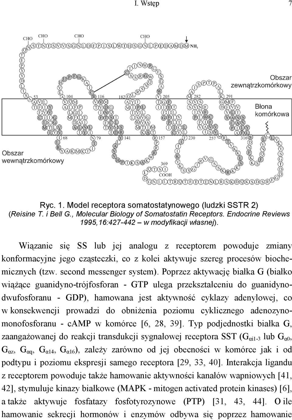 Poprzez aktywację białka G (białko wiąŝące guanidyno-trójfosforan - GTP ulega przekształceniu do guanidynodwufosforanu - GDP), hamowana jest aktywność cyklazy adenylowej, co w konsekwencji prowadzi