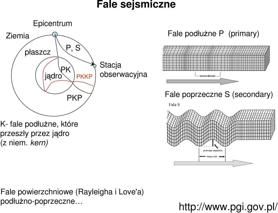 K- fae odłużne, które resł re jądro ( niem.