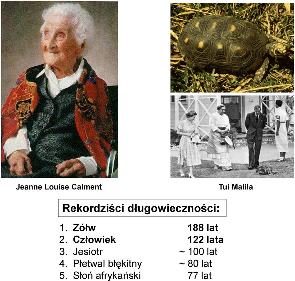 Zółw 188 lat 2. Człowiek 122 lata 3.