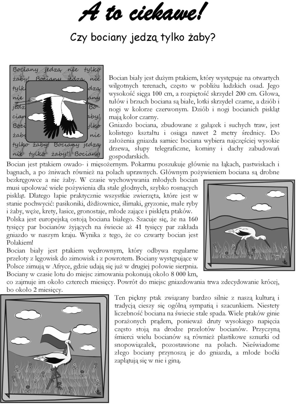 Dziób i nogi bocianich piskląt mają kolor czarny. Gniazdo bociana, zbudowane z gałązek i suchych traw, jest kolistego kształtu i osiąga nawet 2 metry średnicy.