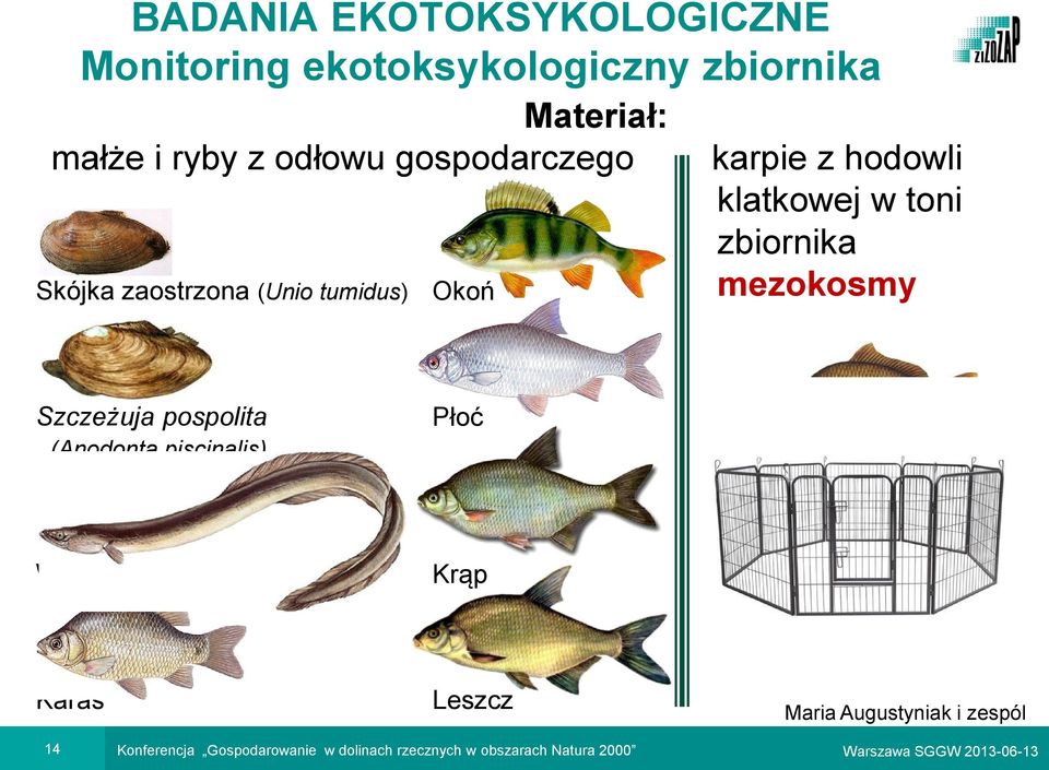 mezokosmy Szczeżuja pospolita (Anodonta piscinalis) Płoć Węgorz Krąp Karaś Leszcz Maria Augustyniak