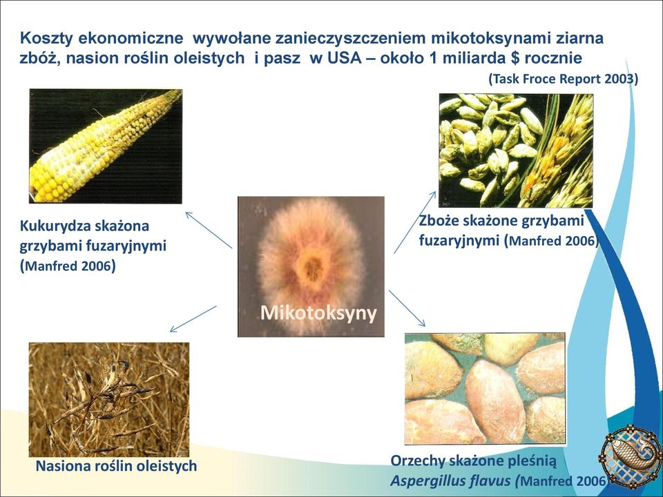 skażona grzybami fuzaryjnymi (Manfred 2006) Zboże skażone grzybami fuzaryjnymi (Manfred