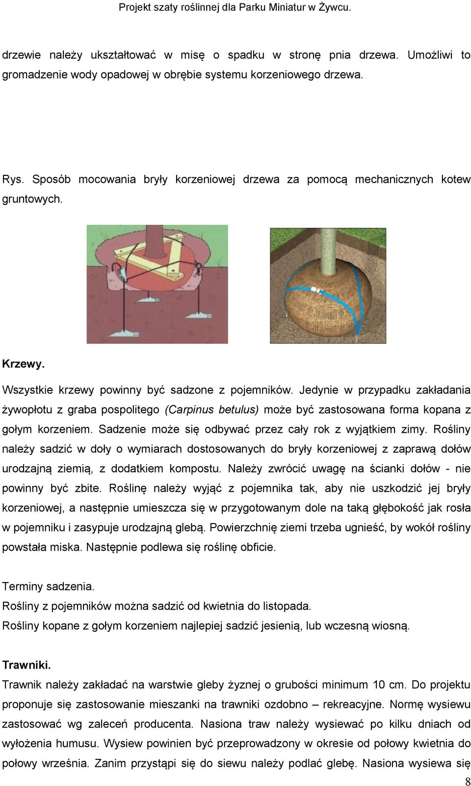 Jedynie w przypadku zakładania żywopłotu z graba pospolitego (Carpinus betulus) może być zastosowana forma kopana z gołym korzeniem. Sadzenie może się odbywać przez cały rok z wyjątkiem zimy.