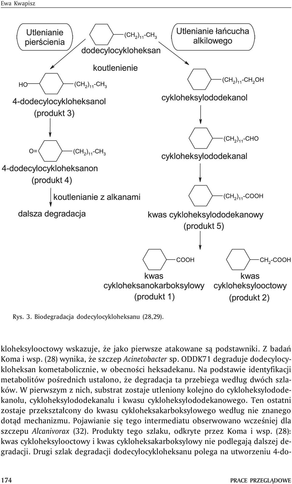 W pierwszym z nich, substrat zostaje utleniony kolejno do cykloheksylododekanolu, cykloheksylododekanalu i kwasu cykloheksylododekanowego.