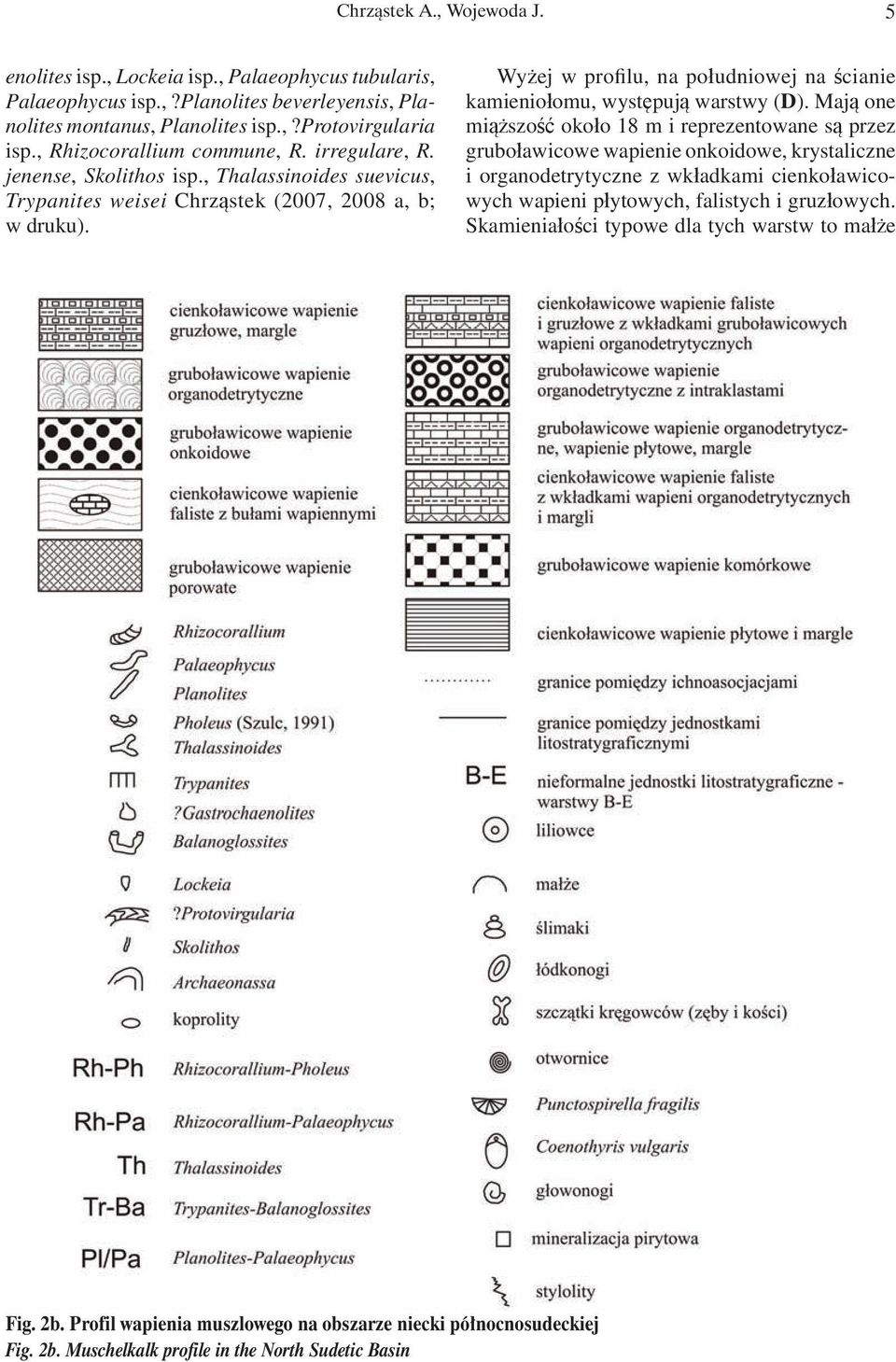Wyżej w profilu, na południowej na ścianie kamieniołomu, występują warstwy (D).