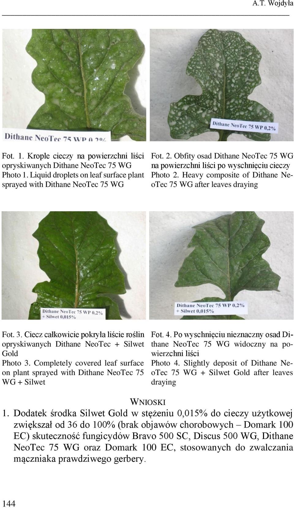 Ciecz całkowicie pokryła liście roślin opryskiwanych Dithane NeoTec + Silwet Gold Photo 3. Completely covered leaf surface on plant sprayed with Dithane NeoTec 75 WG + Silwet Fot. 4.