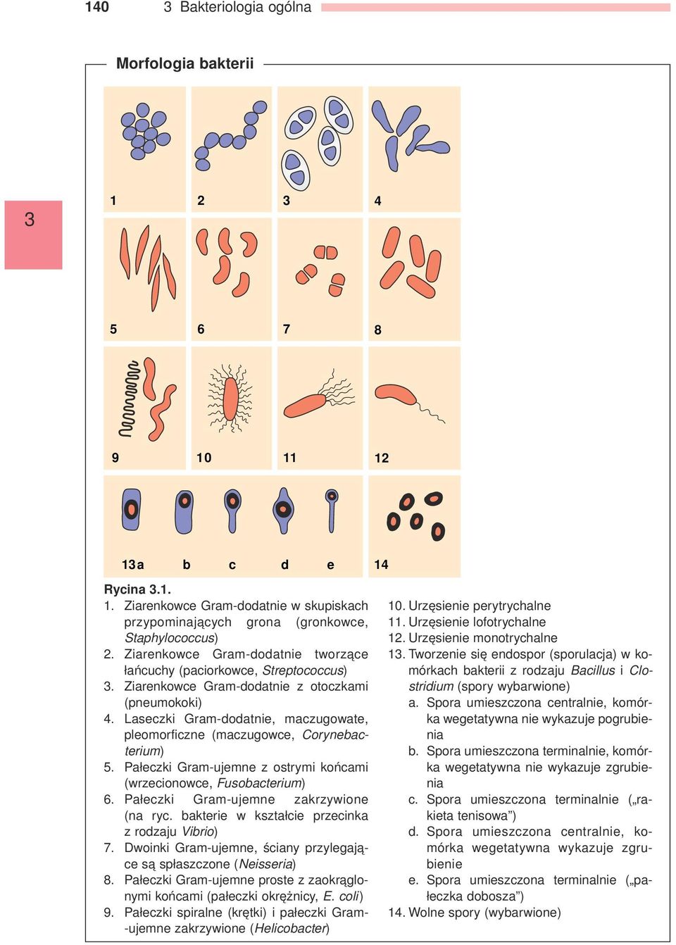 Laseczki Gram-dodatnie, maczugowate, pleomorficzne (maczugowce, Corynebacterium) 5. Pałeczki Gram-ujemne z ostrymi końcami (wrzecionowce, Fusobacterium) 6. Pałeczki Gram-ujemne zakrzywione (na ryc.