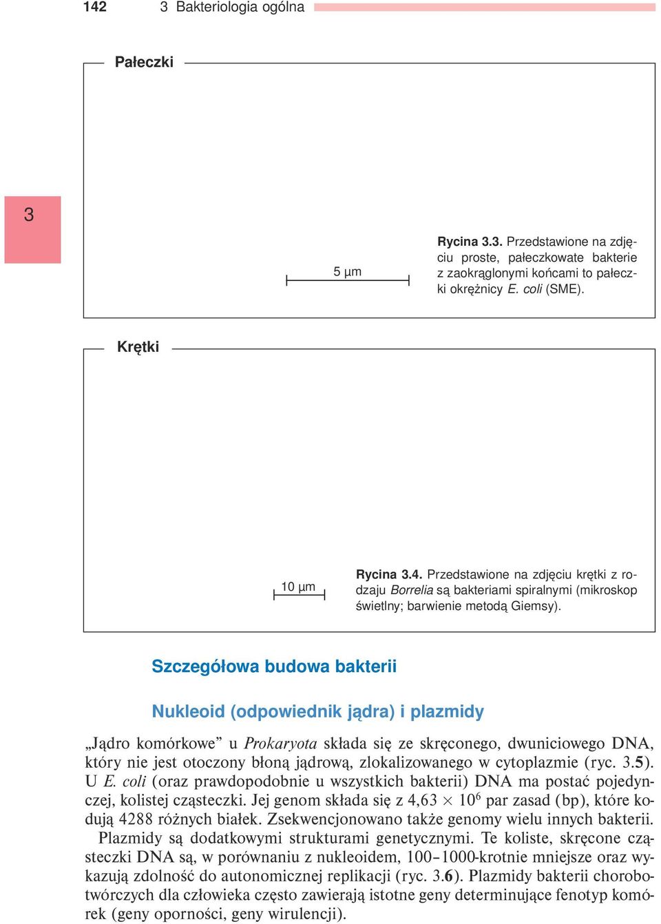 cytoplazmie (ryc..5). U E. coli (oraz prawdopodobnie u wszystkich bakterii) DNA ma postać pojedynczej, kolistej cząsteczki.