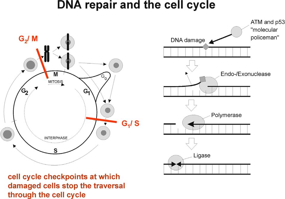which damaged cells stop
