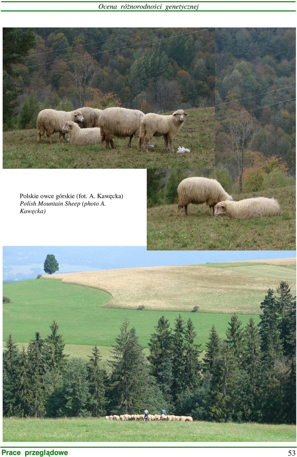 górskie (fot. A.