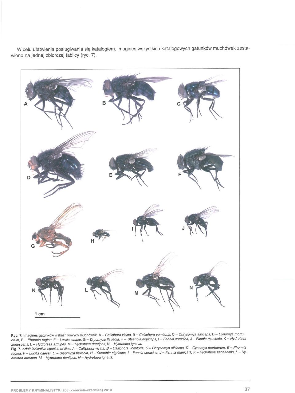 C - Chrysomya a/biceps, D - CynonlY8 mortuarum, E - Phormia regina, F - Lucilia caesa r, G - Dryomyza flaveola, H - Stearibia nigriceps, I - Fannia coracina, J - Fannia manicata.